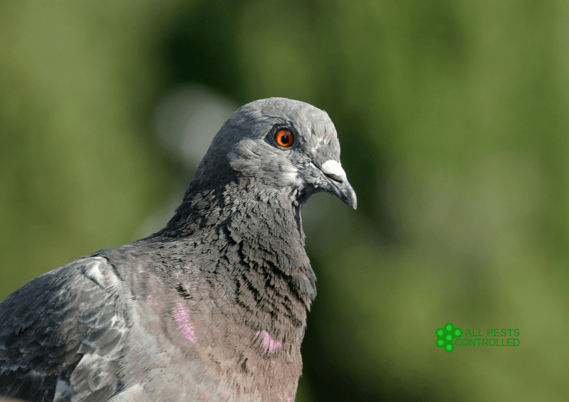 Bird Control in Cambridgeshire & Norfolk