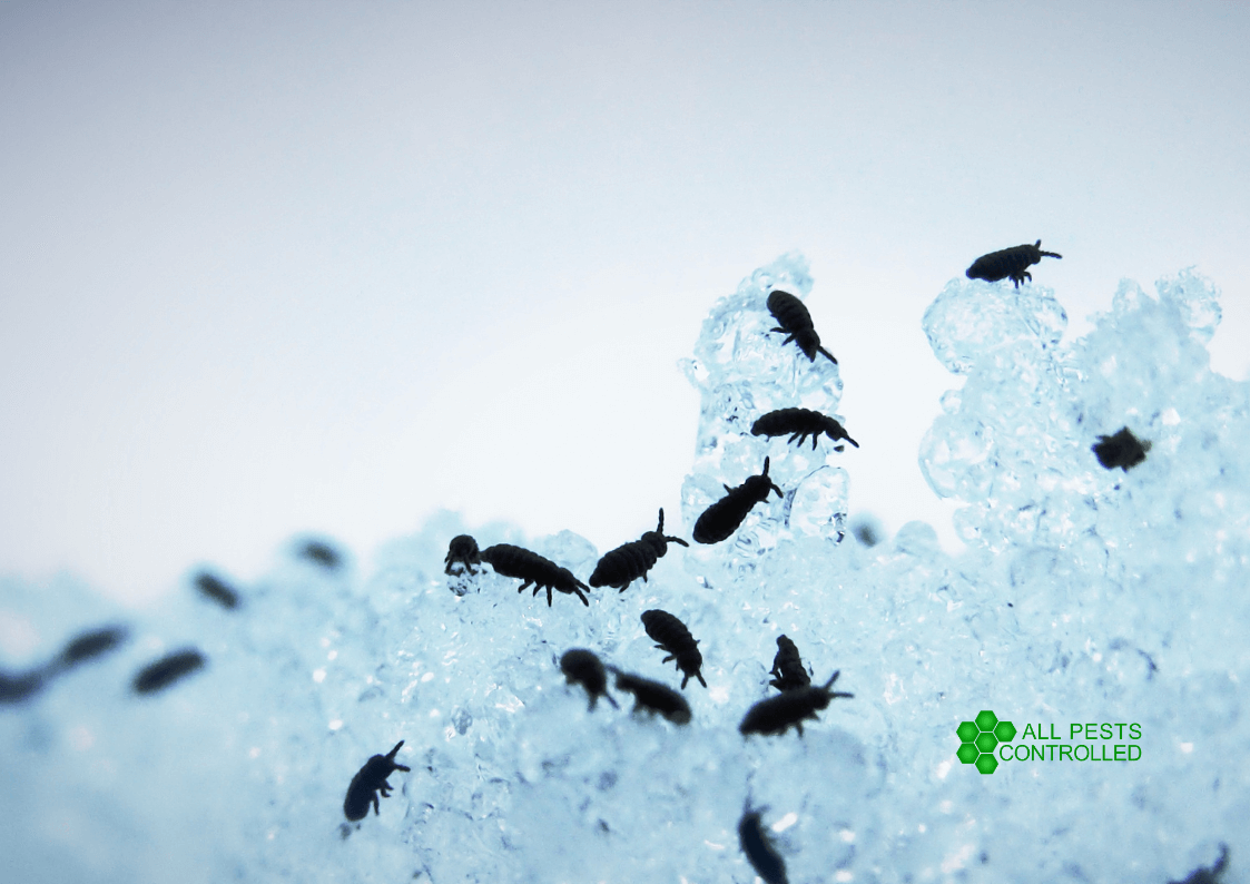 Flea Control in Cambridgeshire & Norfolk