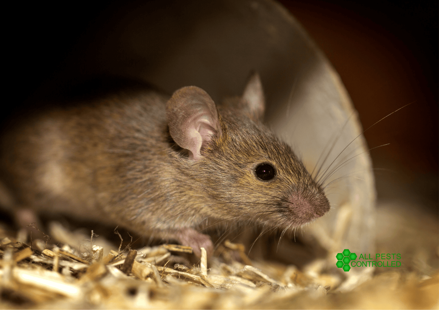 Mice Control in Cambridgeshire & Norfolk