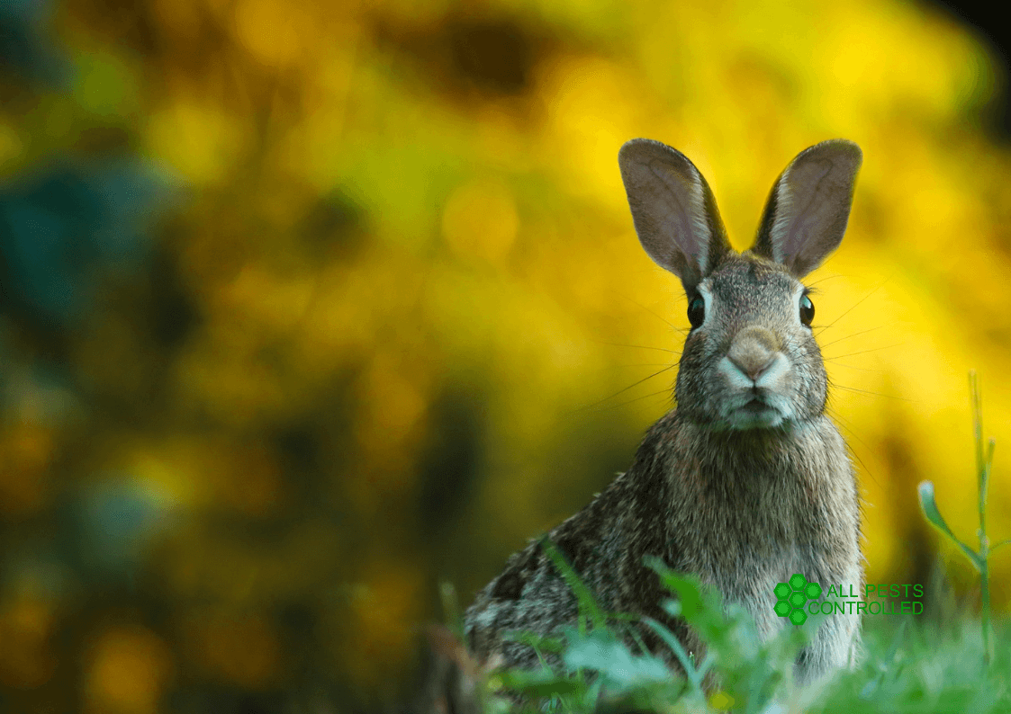 Rabbit Control in Cambridgeshire & Norfolk