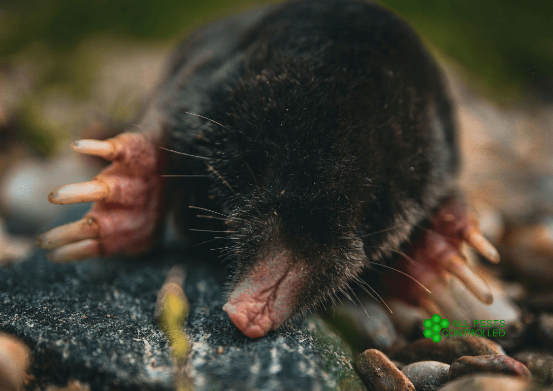 Mole Control in Cambridgeshire & Norfolk