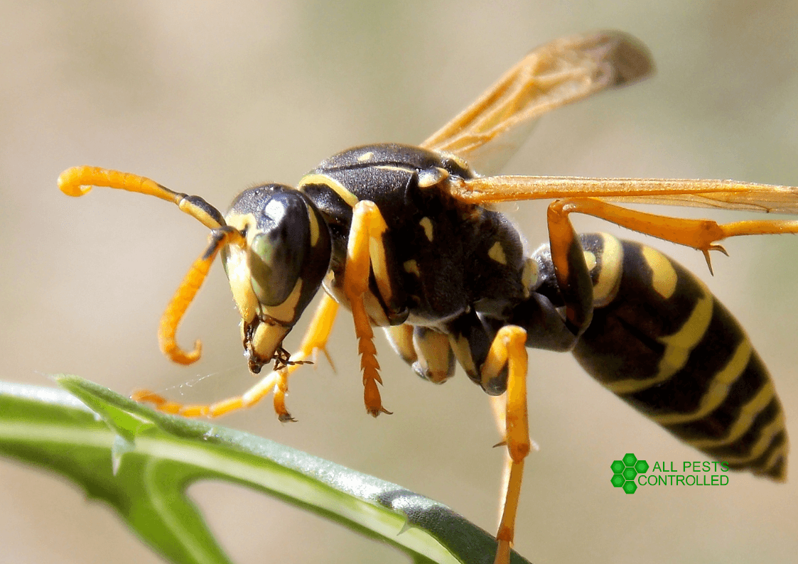 Wasp Removal in Cambridgeshire & Norfolk